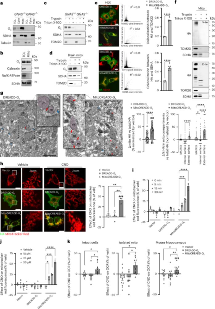 Activation of Gs signaling at mitochondria by mitoDREADD-Gs increases mitochondrial metabolism, leading to better memory in mouse models of dementia, directly linking brain mitochondrial deficits to c...