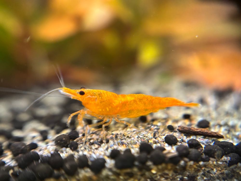 A sunkist neocaridina shrimp. 
