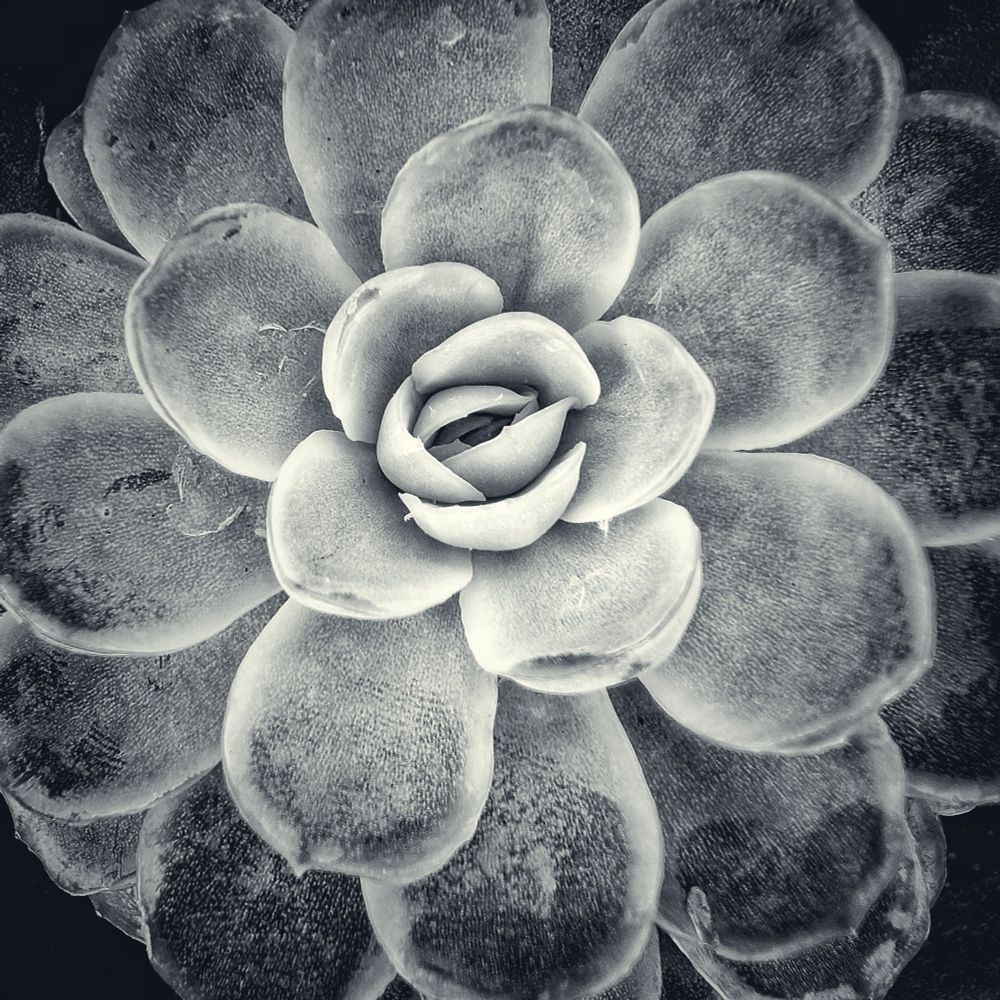 Black and white overhead photograph of a succulent plant displaying perfect geometric symmetry. The fleshy, rounded leaves spiral outward from a tight rosette center in concentric layers, creating a natural mandala pattern. Fine texture and subtle gradations of light and shadow emphasize the sculptural quality of each petal-like leaf.