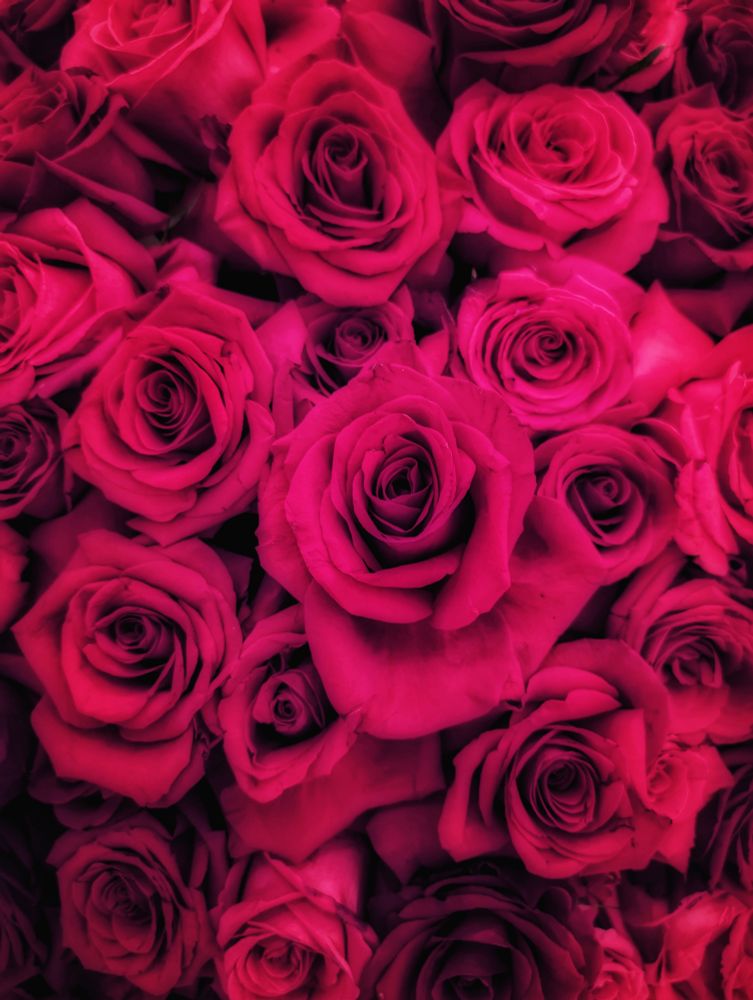 Close-up photograph of deep red and pink roses arranged densely together, showing their layered spiral petals and rich crimson tones against dark shadows between the blooms.