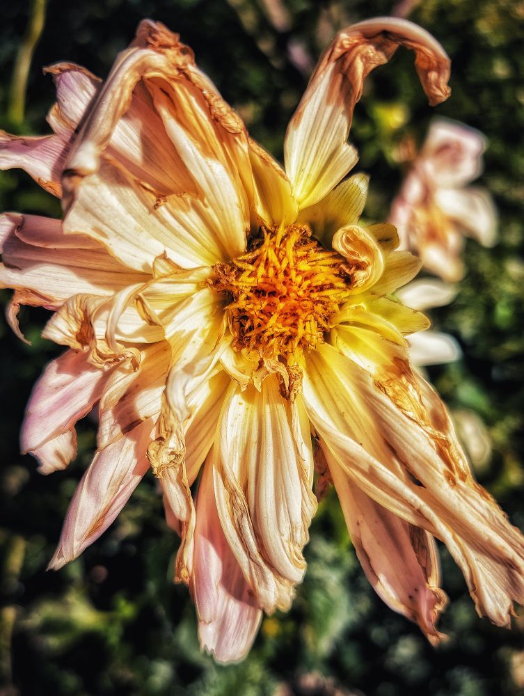 A wilting dahlia flower with curled and dried petals in shades of pale yellow, peach, and pink. The petals are browning at the edges and twisting inward, while the bright orange-yellow center remains vibrant. Blurred flowers and green foliage appear in the soft-focus background.
