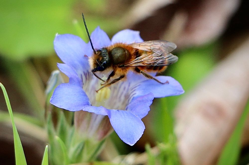 A male mason bee is perched on the edge of a blue gentian flower. The bee has a reddish-brown, fuzzy thorax and a dark metallic greenish head. Its wings are translucent and neatly folded over its back.