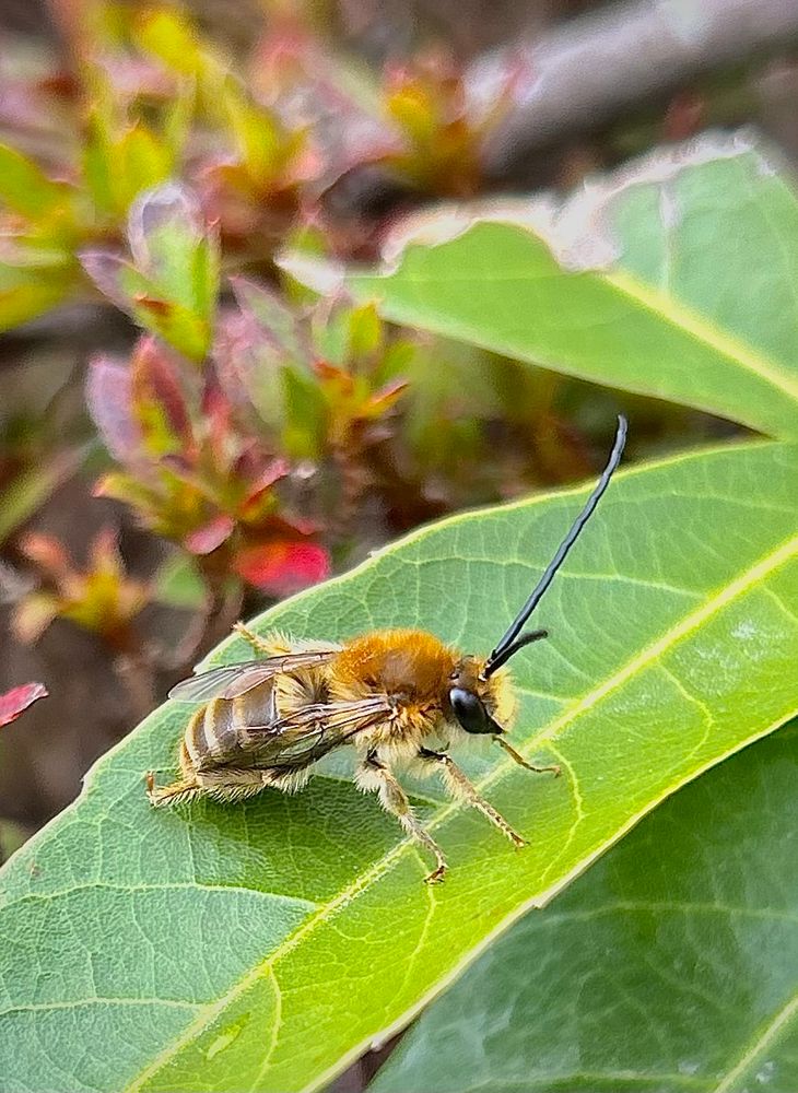 Close-up of a male Eucera bee on a green leaf, showing its fuzzy thorax, striped abdomen, and distinctive long black antennae.