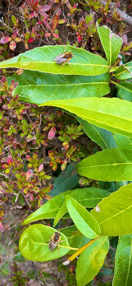 Two male Eucera bees resting on bright green lance-shaped leaves.