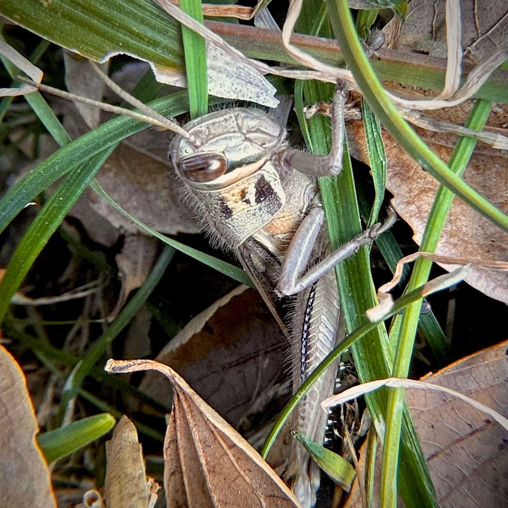 Overwintering locusts (Patanga japonica) holding onto grass.