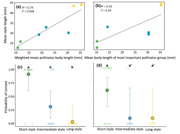 Graphs showing how floral morphology in B. gregaria aligns with pollinator body size and contact probability. The first two graphs show that mean style length increases with pollinator body size (weighted mean pollinator body length and the mean body length of the most important pollinator group). The other two graphs show the probability of contact with floral reproductive parts by ubiquitous pollinators: honeybees contact them more often at short-style sites, while bee flies show no significant difference among sites.