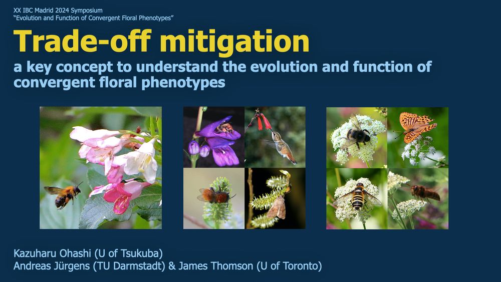 The title slide of my talk, 'Trade-off mitigation: a key concept to understand the evolution and function of convergent floral phenotypes'