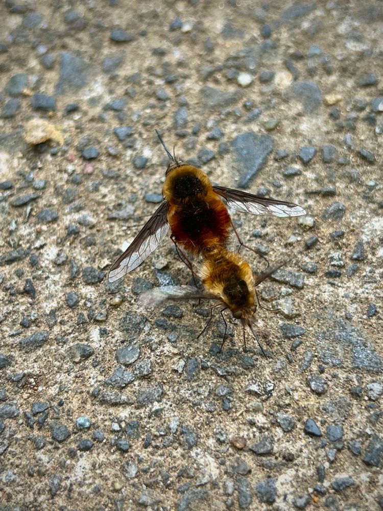 Two bee-fly-like insects with fuzzy brown and yellow bodies are mating on a rough asphalt surface. Their wings are outstretched, and one insect is perched directly behind the other in alignment.