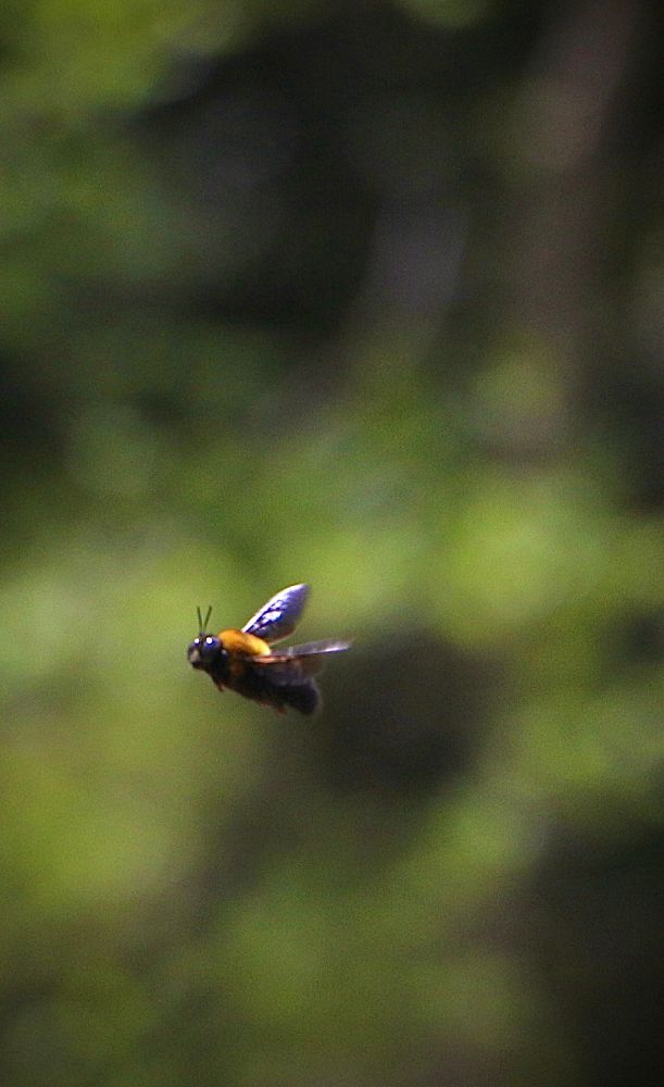A male carpenter bee hovers mid-air with its wings outstretched. Its body is robust, with a golden-brown thorax and a shiny, dark abdomen.