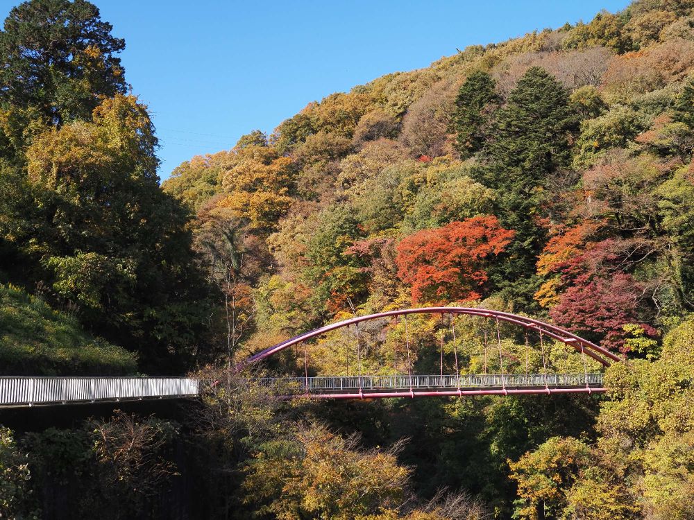 草木ダム下の紅葉🍁