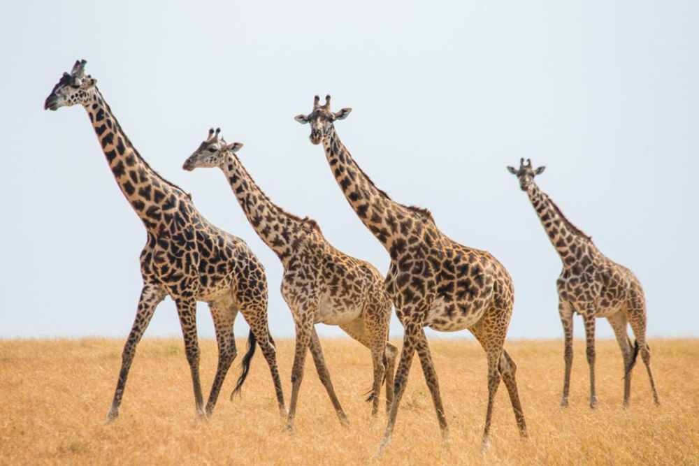 A partir de données génétiques, morphologiques et biogéographiques, l’Union internationale pour la conservation de la nature annonce un changement de classification majeur. L’une des nouvelles espèces...