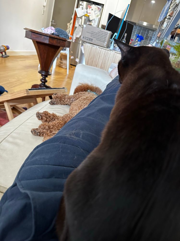 Lovely burmese Cat on lap and toy poodle asleep alongside. 