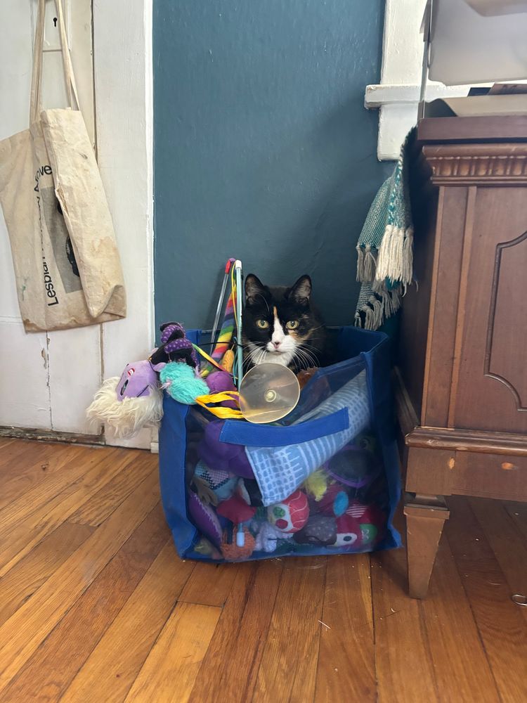 Calico in a box of toys 