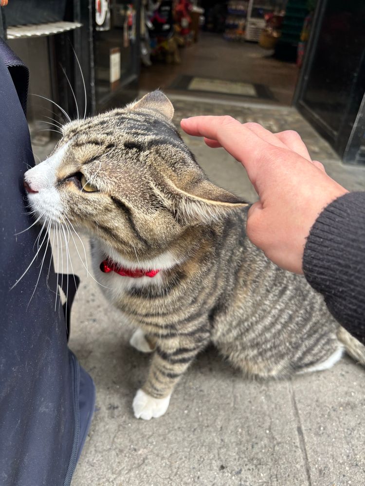 Cat sniffing a suitcase 