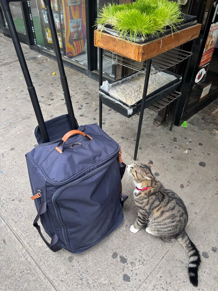 Cat sniffing a suitcase 