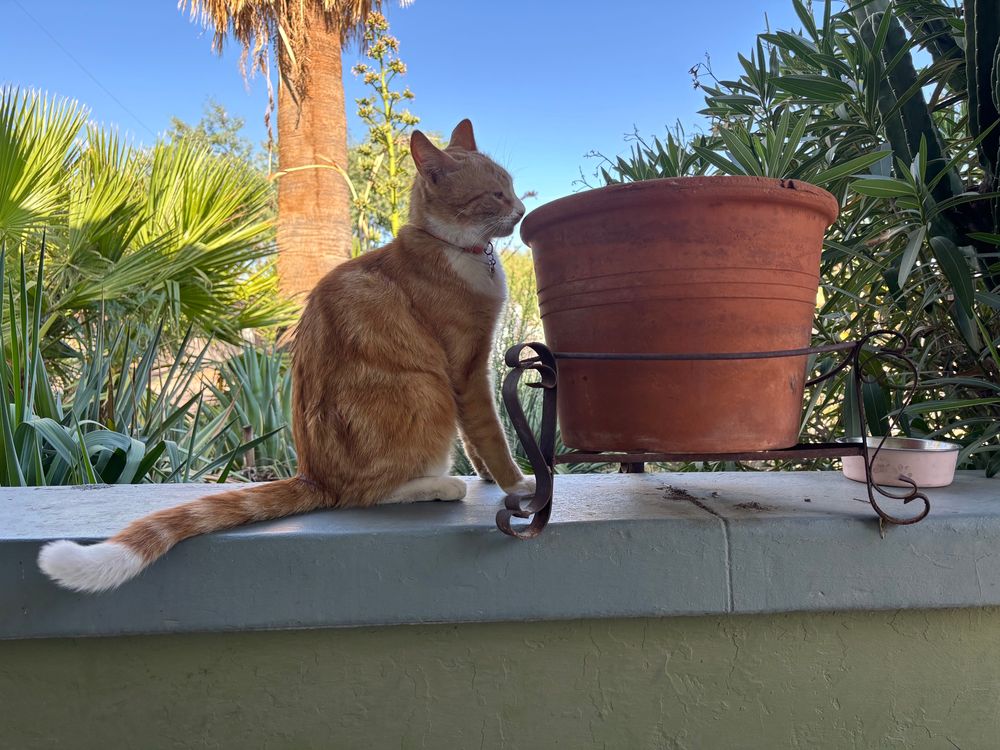 Orange cat outside 
