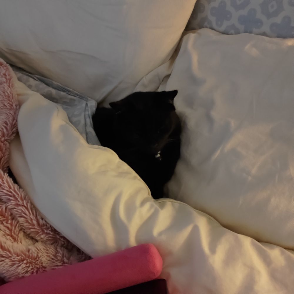 Black Cat in bed