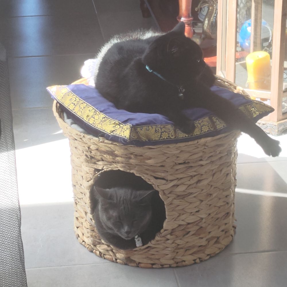 Two cats. One on top of a cat cave cane stool with another in the cave of the stool.