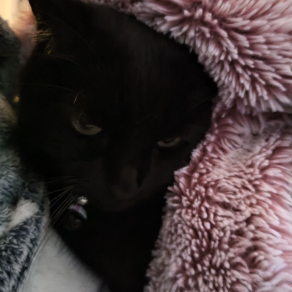 Void kitty in a blanket. 