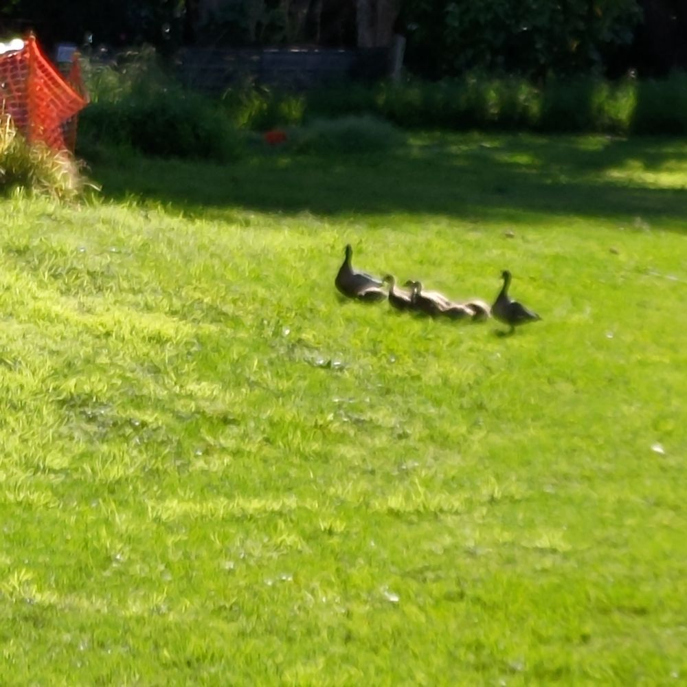 Ducks & their babies