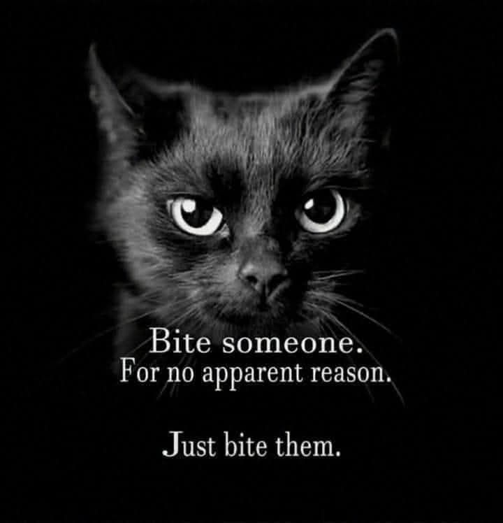 Black Cat face with the caption
Bite Someone.
For no apparent reason 

Just bite them
