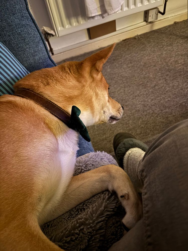 Picture of my golden puppy dog who did not want his picture taken