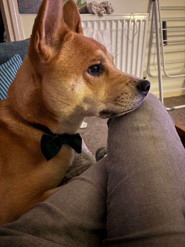 Pupperoni looking into the distance hoping help will come. He is camera shy.