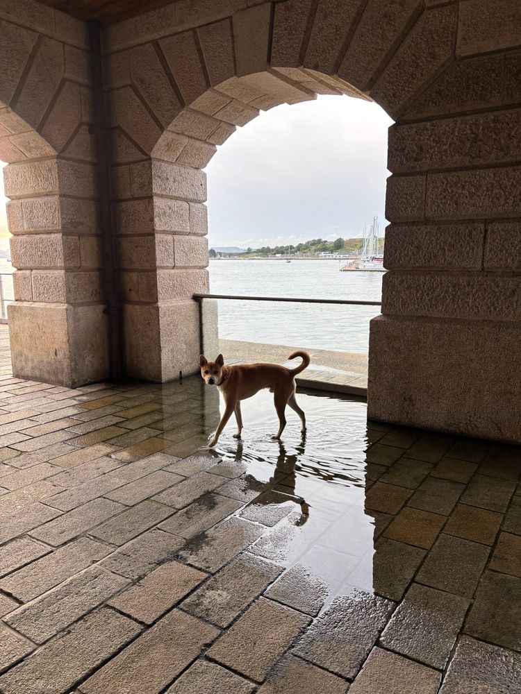 A nice picture of my dog standing in a puddle surrounded by some pretty decent architecture
