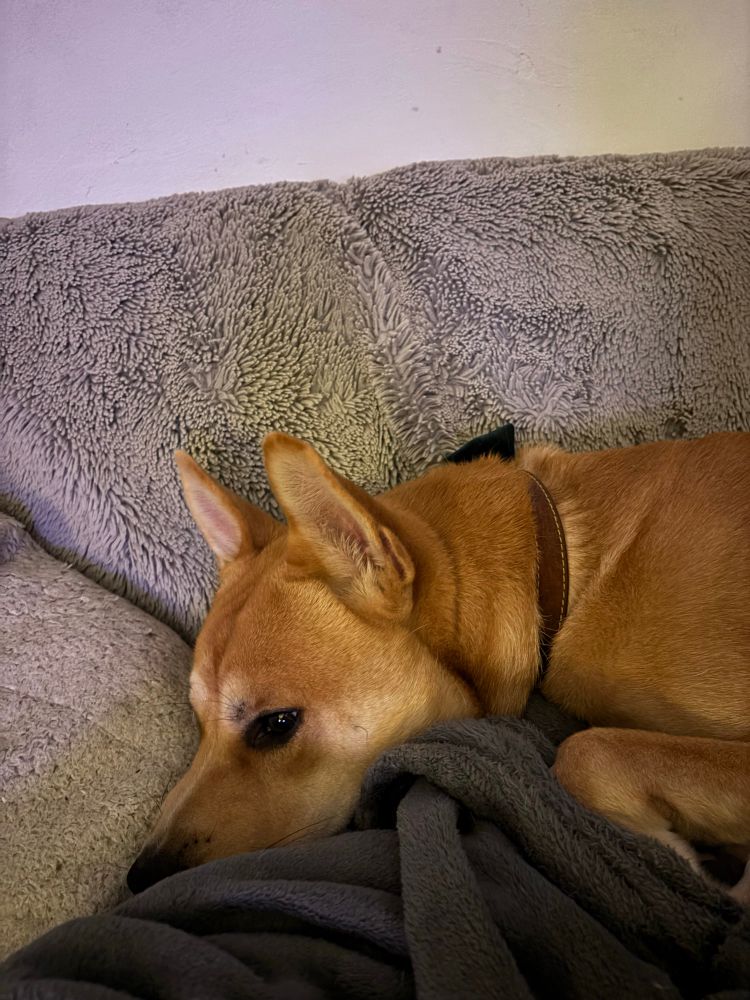 The pupper has quit. He really doesnt like the photo shoot