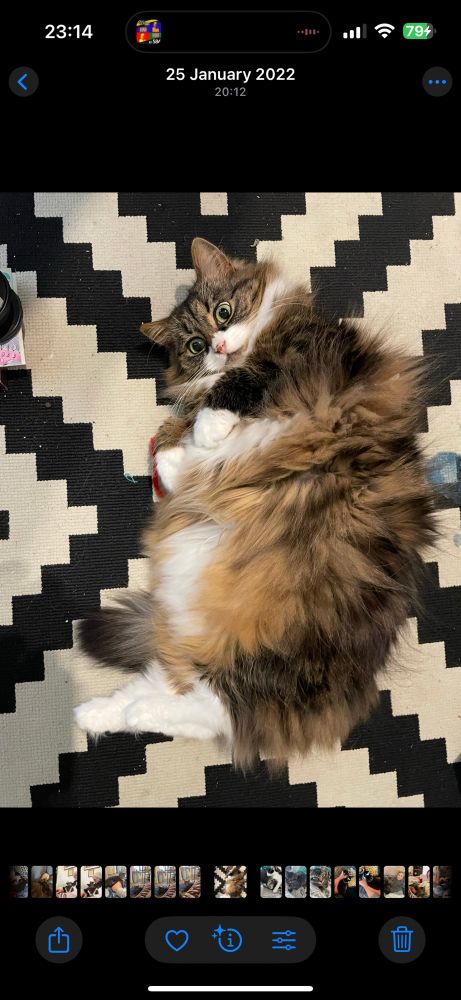 Furbag my cat who looks like a floofball that flooffed all over the floor