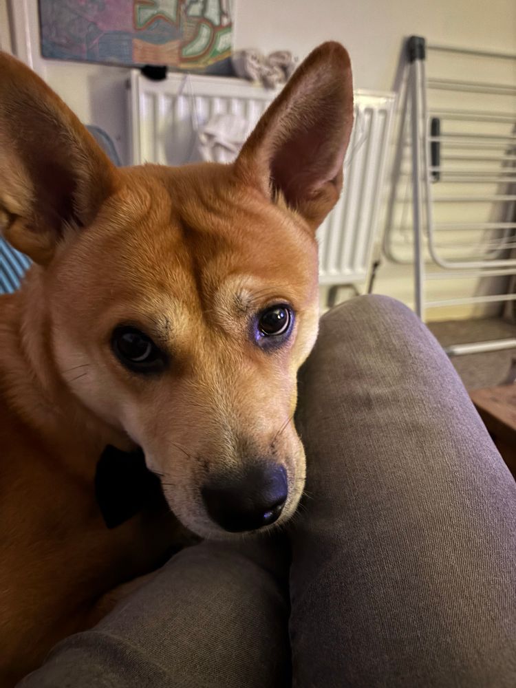My golden dog looking pretty handsome with his natural Smokey eyes