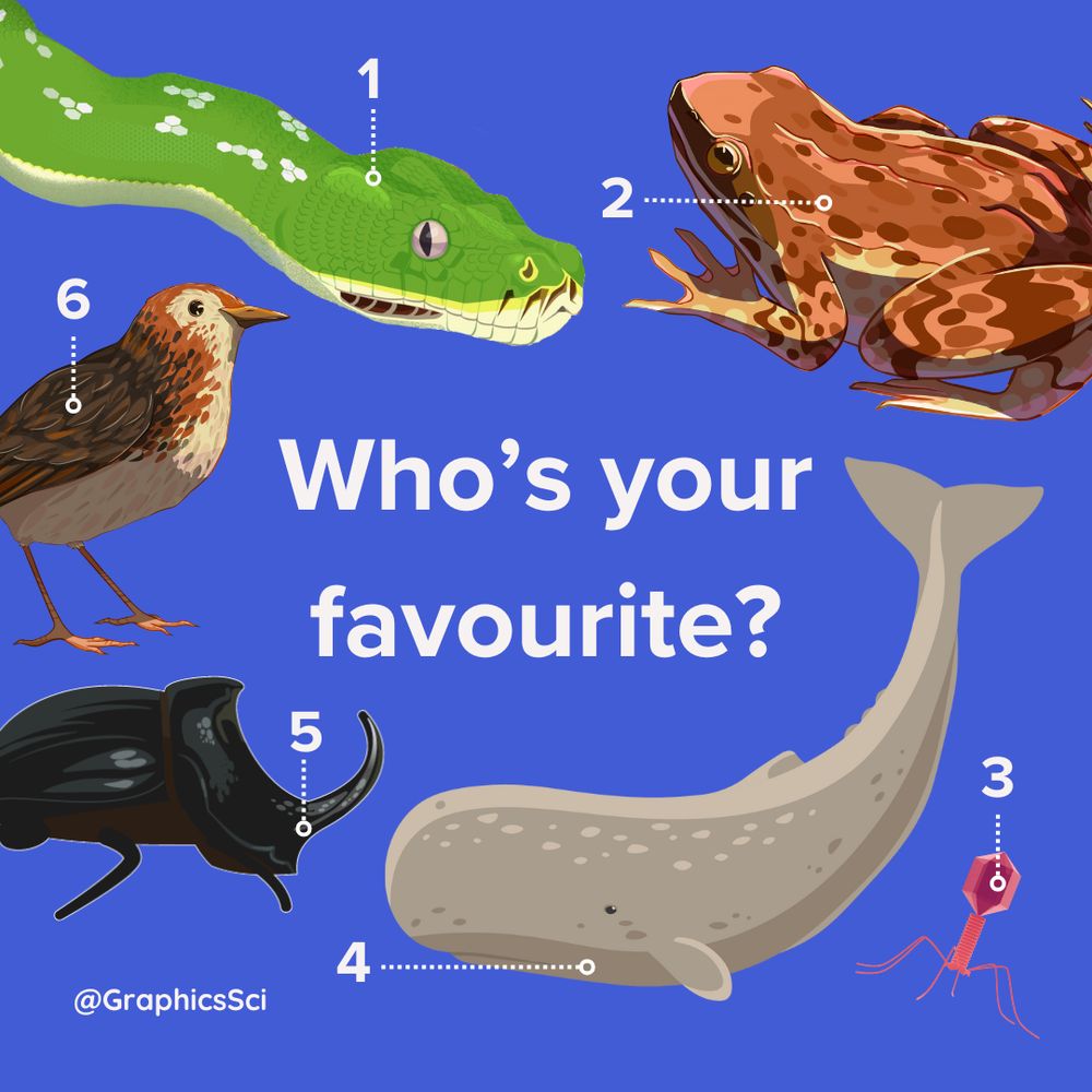 Text reads 'whos your favourite?' 1. snake illustration, 2. a frog illustration, 3. a 3d pink virus, 4. a whale illustration, 5. a stag beetle illustration, 6. a bird illustration
