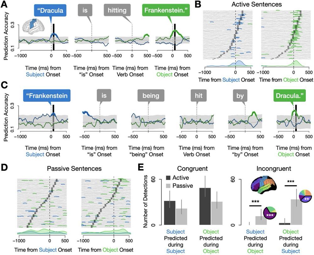 Results of decoding words during the production of active and passive sentences. In actives, nouns were decoded in the order they were said, whereas in passives, prefrontal cortex sustained representations of both the subject and the object throughout the duration of the sentence while sensorimotor areas patterned with actives (showing “congruent” temporal representations).