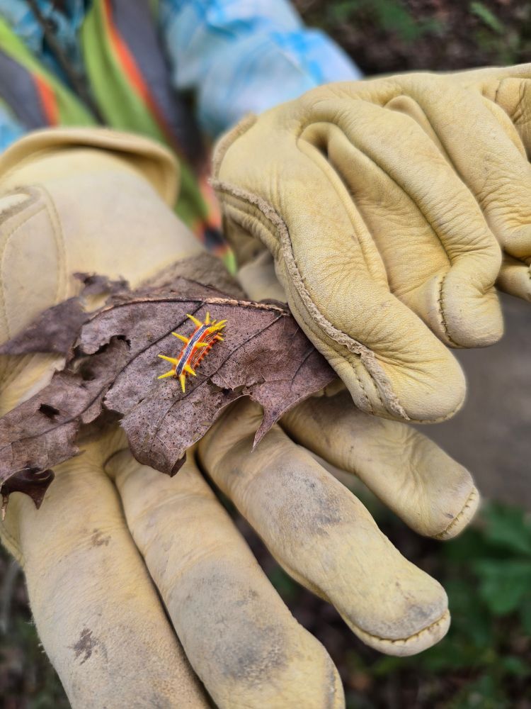 A caterpillar on a leaf in gloved hands above a forest floor. The caterpillar is red with a purple stripe and bright yellow spines. 
