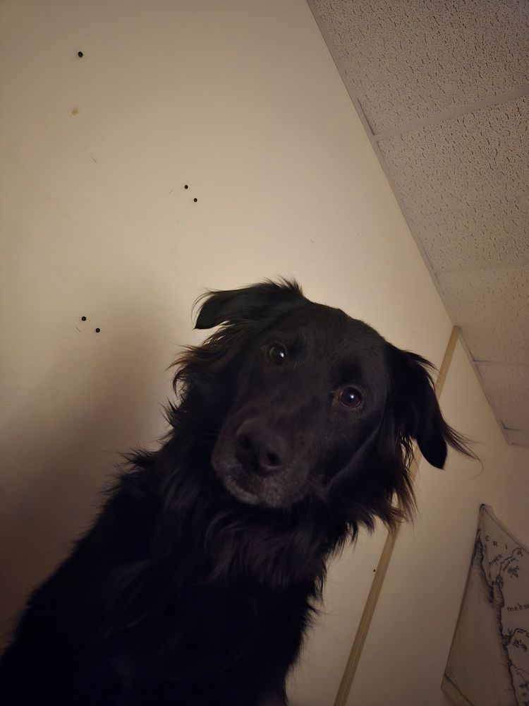 A black, long-haired dog pictured from the shoulders up as he's sitting up over the photographer. He is staring straight at the camera and looks shocked.
