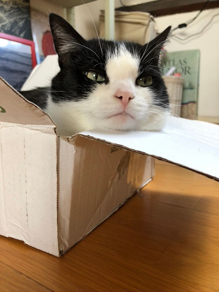 Chat noir et blanc dans une boîte en carton