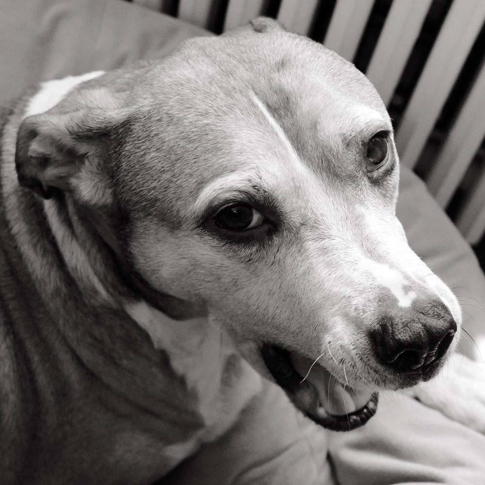 B&w photo of pit bull with mouth awkwardly open
