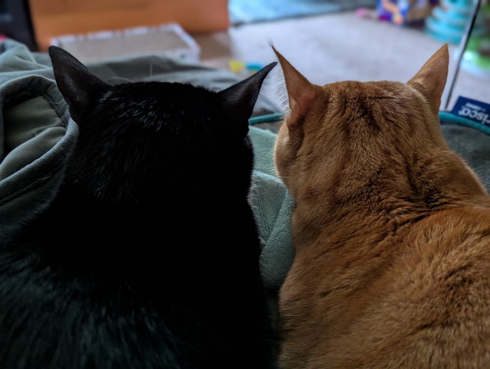 Two cats sit in a cat bed together, with a black cat on the left and an orange cat on the right. They are close to each other and are looking away, so only the backs of their heads are visible. Their ears are sticking up as if they're listening carefully to something in the distance.