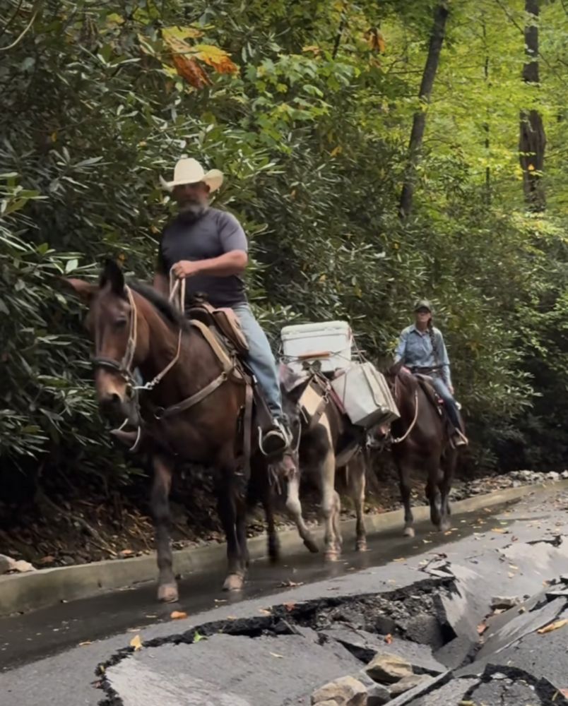 Mountain Mules Are Bringing Hope to Appalachia