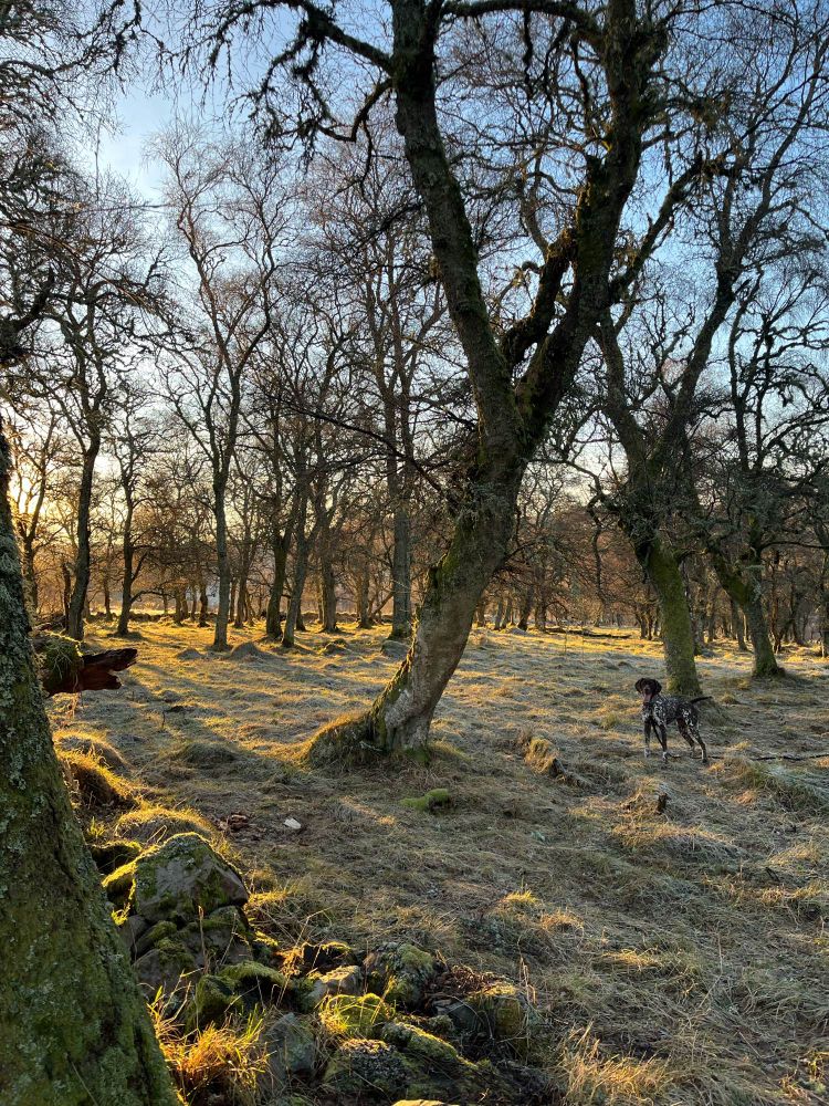 Winter sun coming through old birch trees, there is a dog in the middle ground looking towards the camera