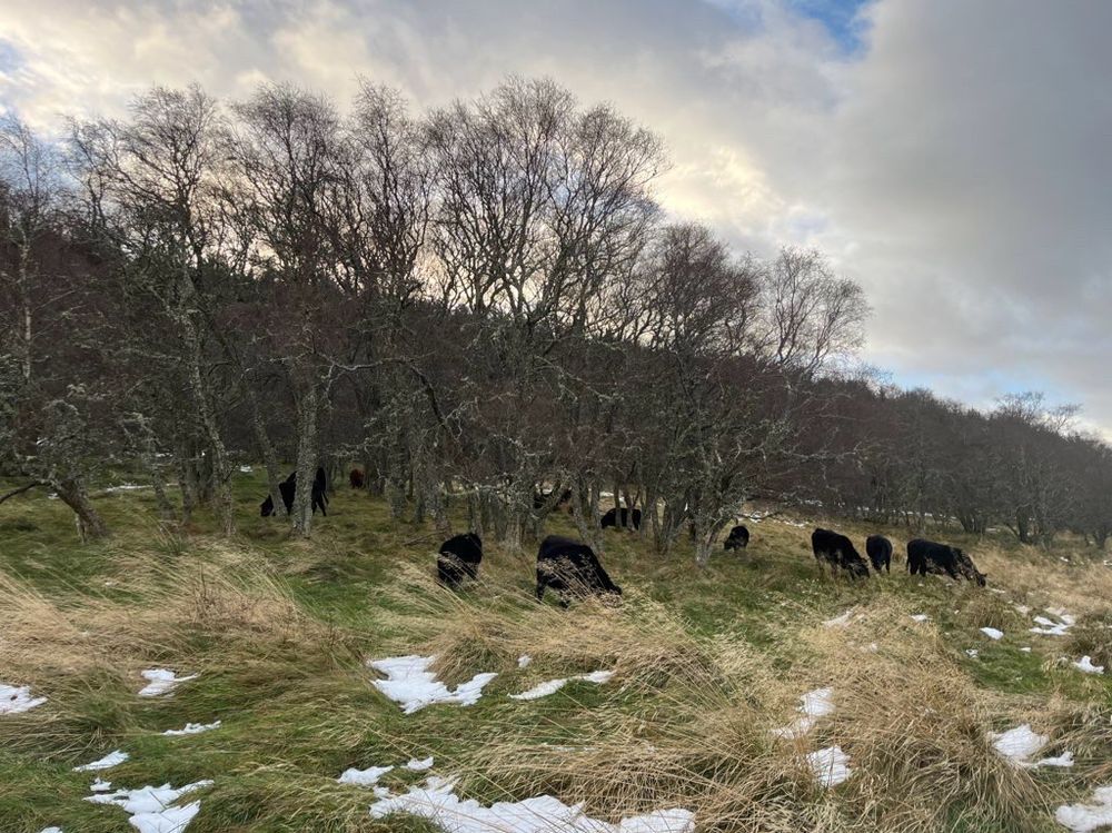 A small group of black cattle graze to g grass next to and among winter bare birch trees. There are some patches of snow on the ground. 