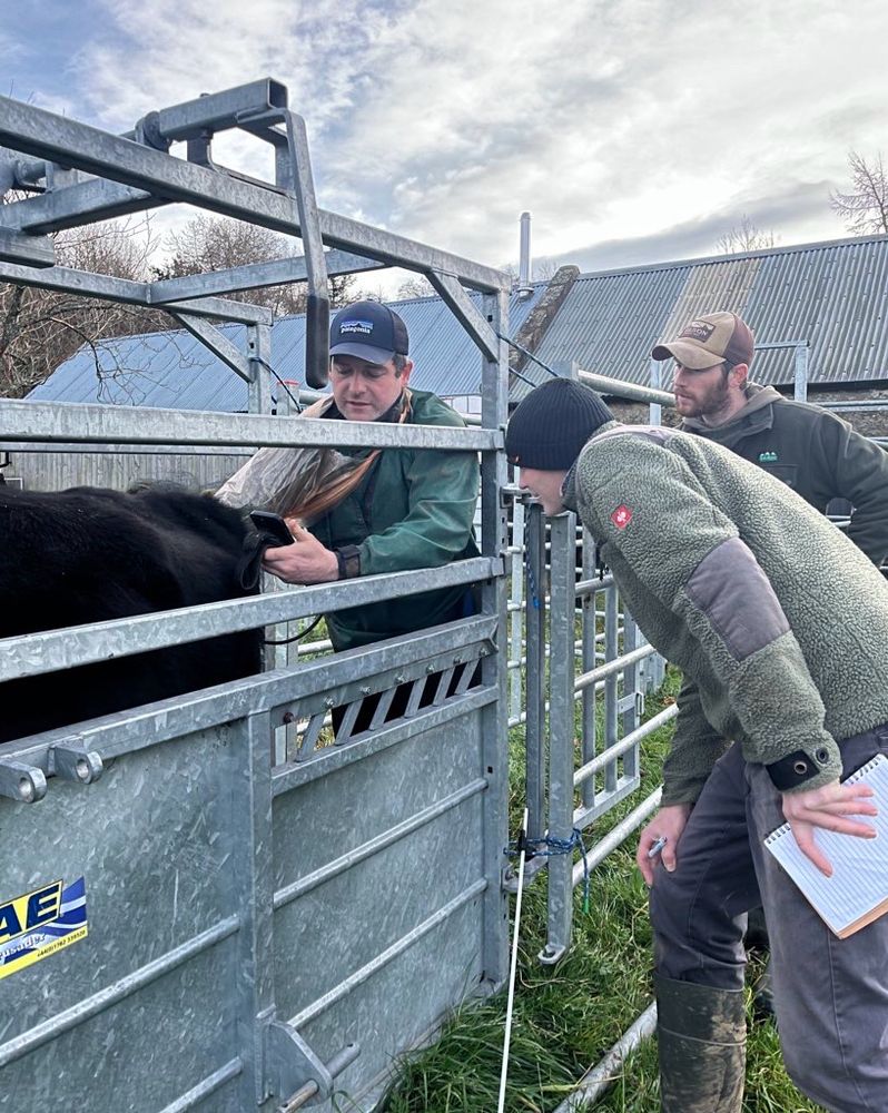 A vest is pregnancy testing a cow in a cow crush, whilst two men stand next to the vent to review the results with him.