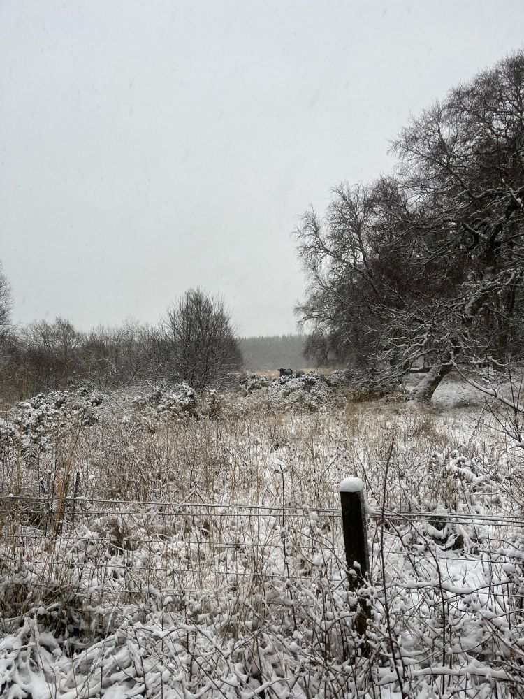 A snowy scene, looking over a fence into woods, with a small cow in the distance poking its head over a gorse bush.
