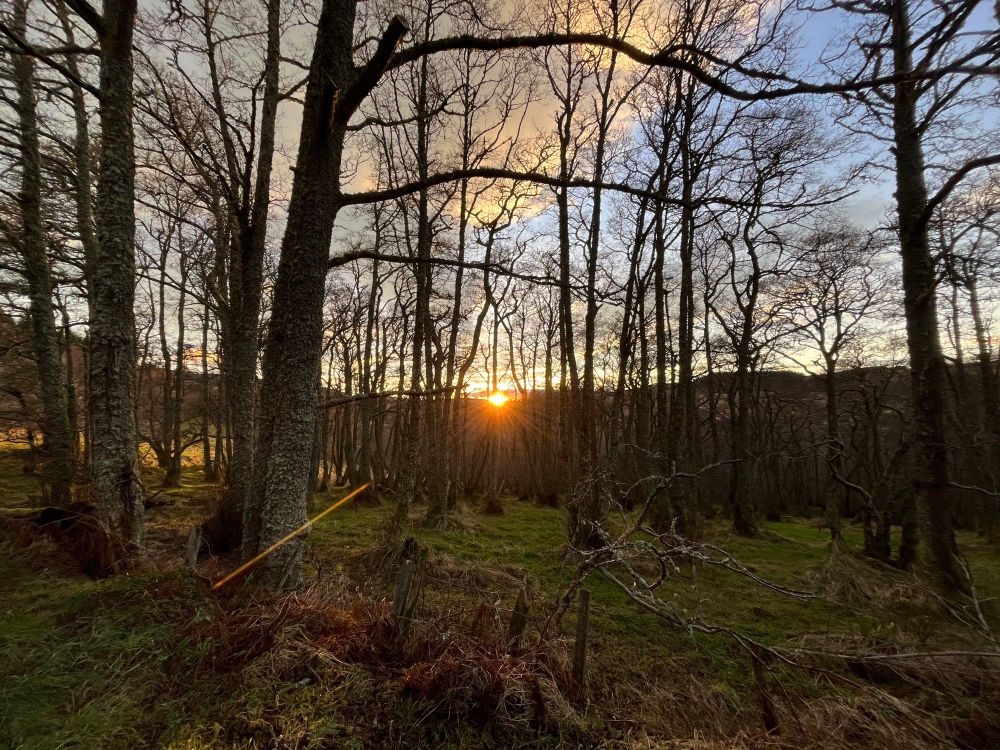 Low winter sun viewed through bare winter birch trees 
