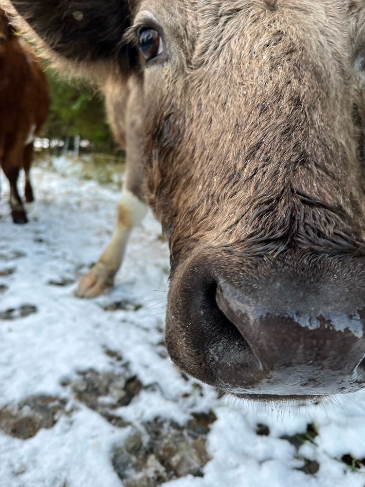 Close up photo of a cows nose 