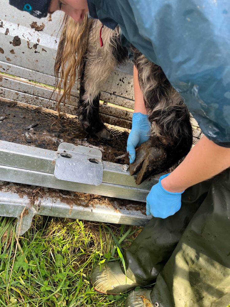 Vet holding a cows hoof 