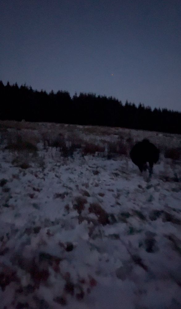 Snowy field in the dark with a cow walking away in the dark 