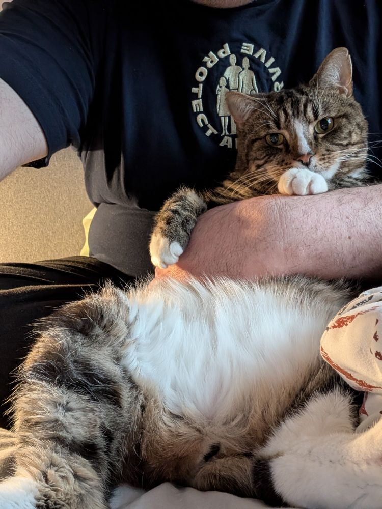 A tabby and white cat lounging in a person's arms, gazing directly at the camera with a relaxed yet slightly serious expression. The cat's front paw rests gently on the person's arm, and its fluffy white belly is exposed. The person is wearing a blue T-shirt with the words 'PROTECT AND SURVIVE' and a logo depicting a family unit of two parents and two children. Warm lighting highlights the cat's fur and the cozy atmosphere.