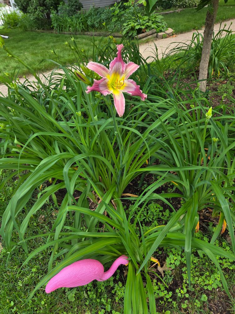 One pink and purple daylily blooming in a big patch of green daylily plants under a hackberry tree.  There's a silly cheap pink plastic flamingo in front.  