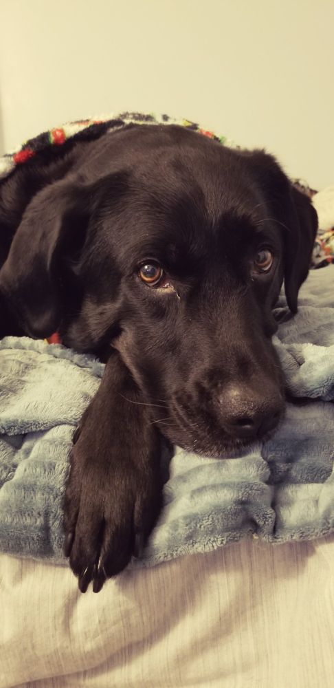 Close up on the face of a black labrador retriever named Lizzy
